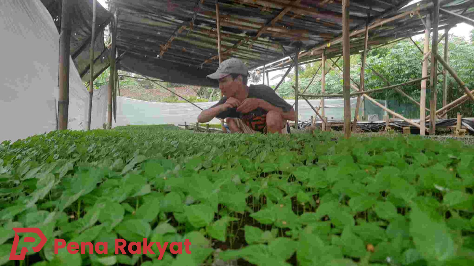Geliat Pemuda Desa Ngampelrejo Jember, Ciptakan Peluang Lewat Agribisnis Makro