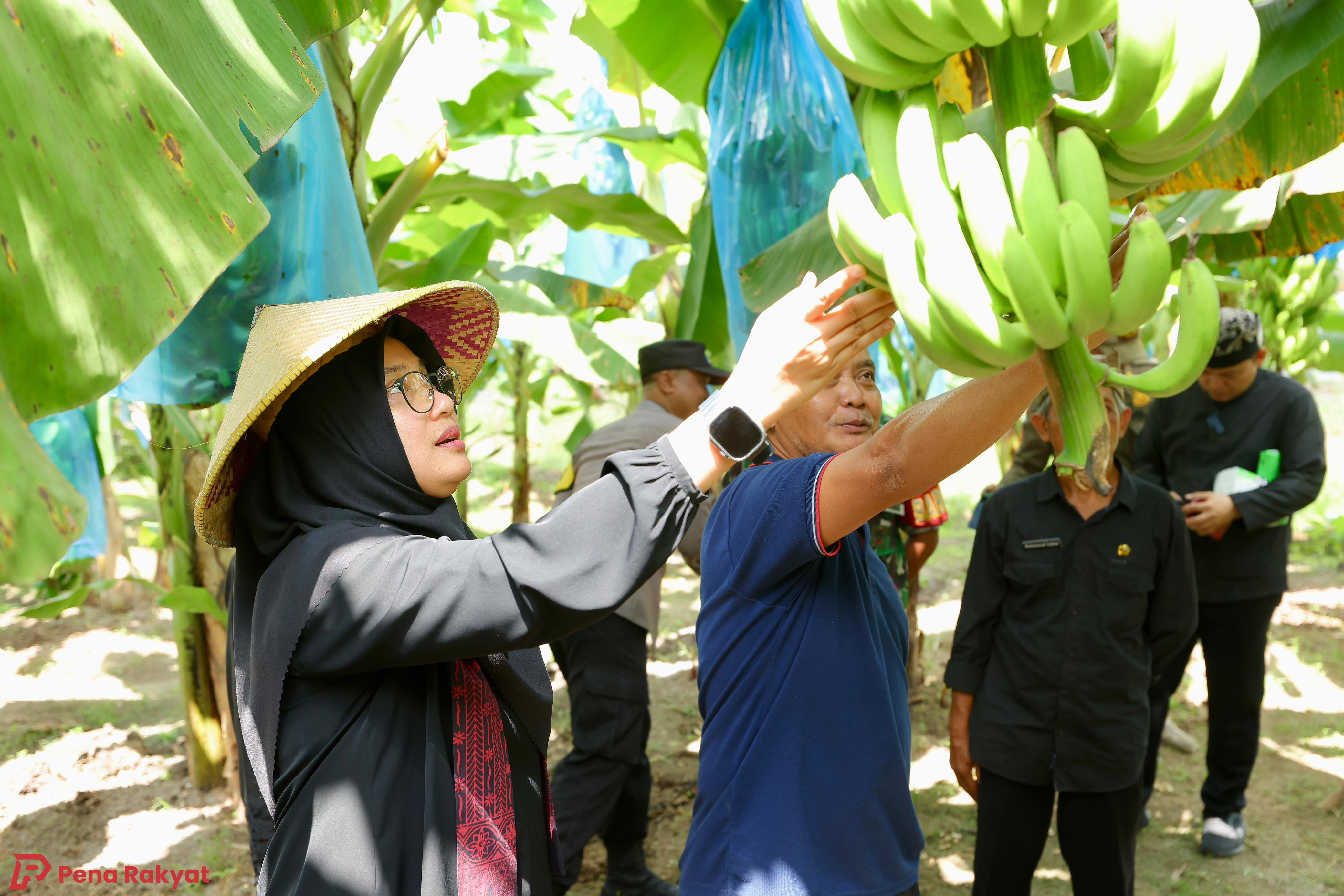 Banyuwangi Panen Perdana Pisang Cavendish di Kecamatan Cluring