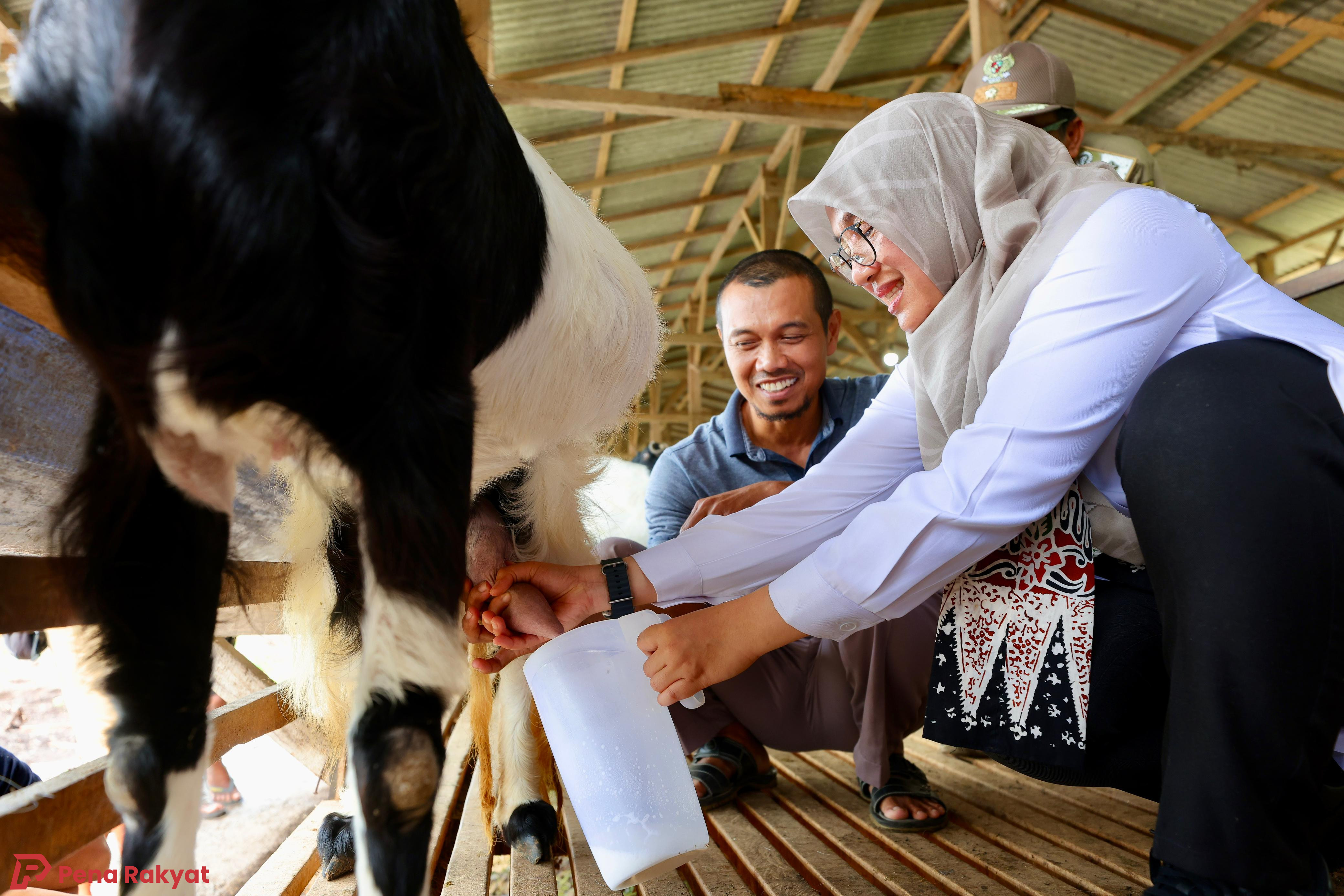 Peternakan Kambing Perah di Siliragung Hasilkan Ratusan Liter Susu Setiap Hari