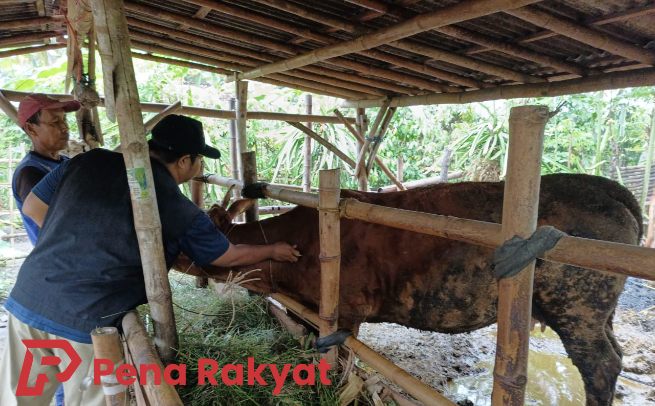 Sapi Indukan Banyuwangi Terima Stimulan Nutrisi dalam Upaya Tingkatkan Produktivitas