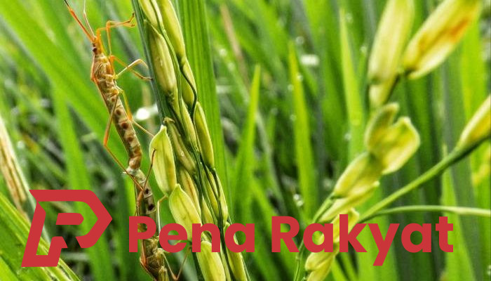 Bantuan Pestisida dan Penyuluhan Dinas Pertanian Bantu Petani Kendalikan Hama Wereng