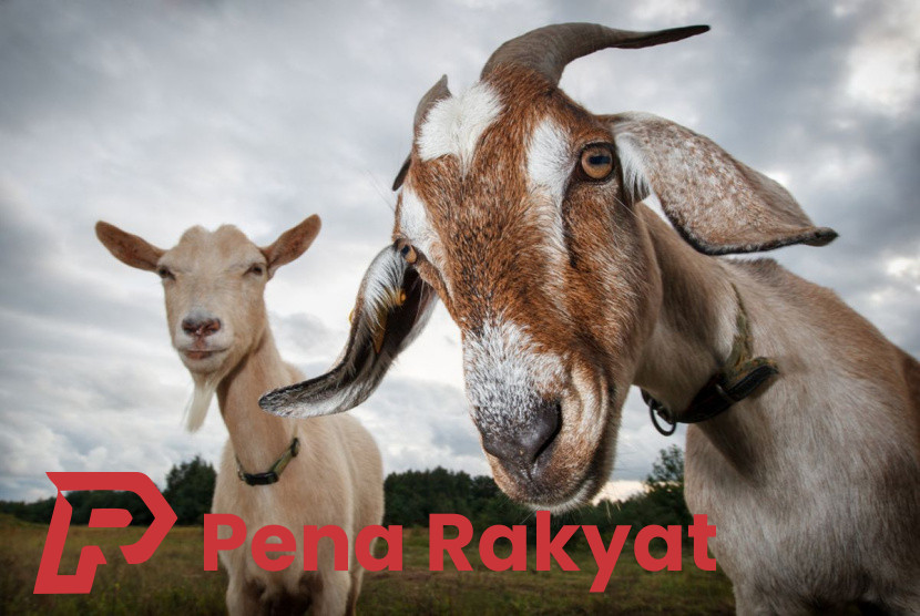 Program PPM PT BSI Dorong Kemandirian Peternak Kambing Banyuwangi