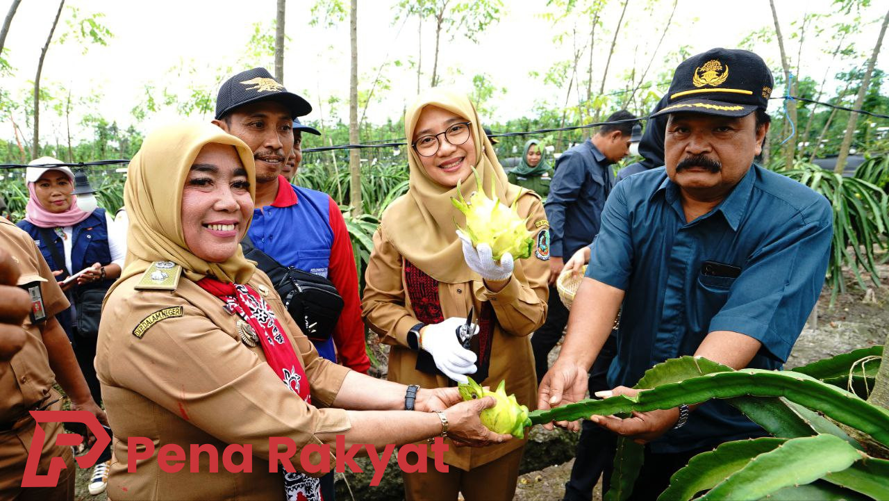 Varietas Buah Naga Kuning di Bayuwangi: Rasa Anggur dan Leci yang Unik