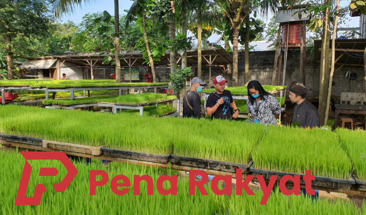 Keberlanjutan Pertanian: Komitmen Dispertan Banyuwangi melalui Tanam Padi IP 400