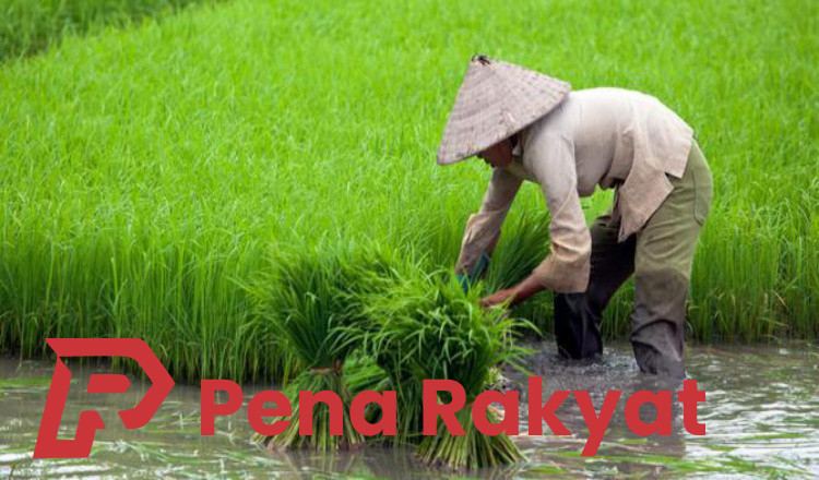 DPRD Banyuwangi Minta Anggaran Pertanian Ditingkatkan